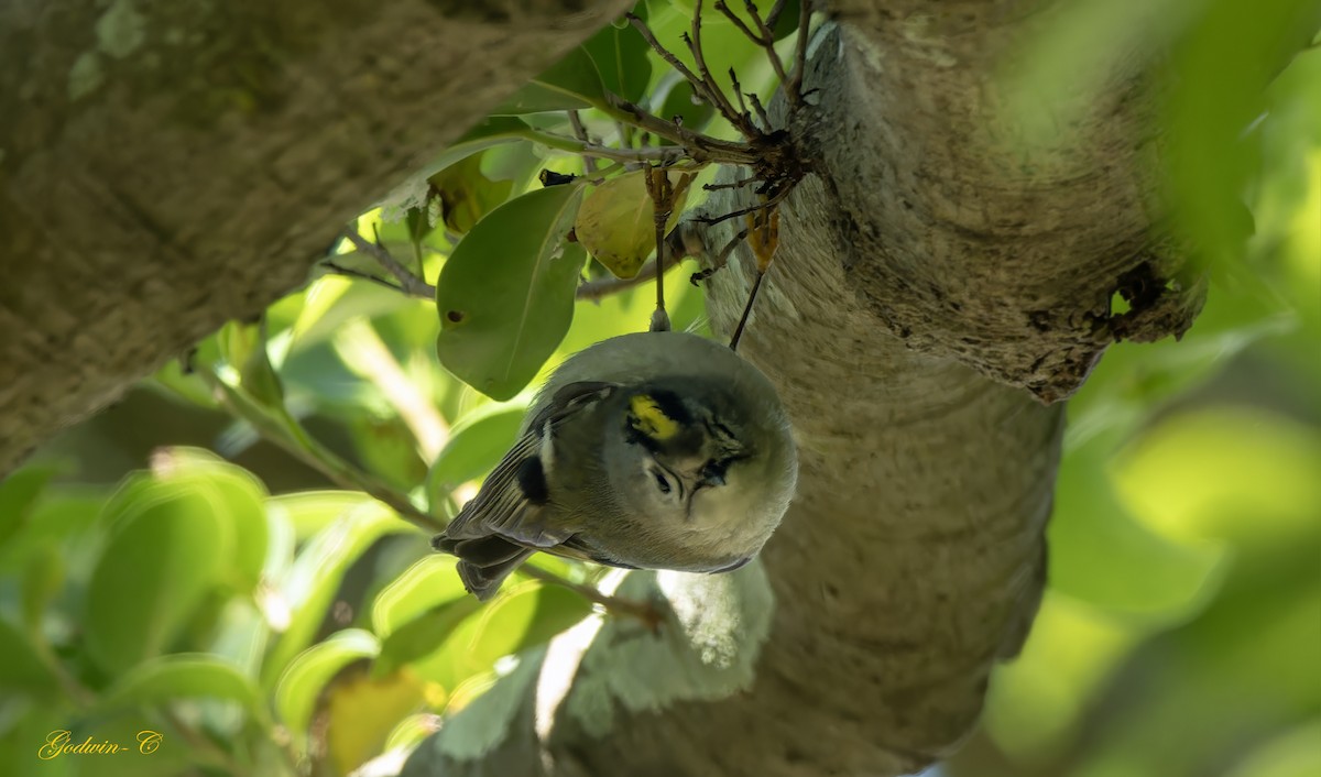 Goldcrest - ML630416493