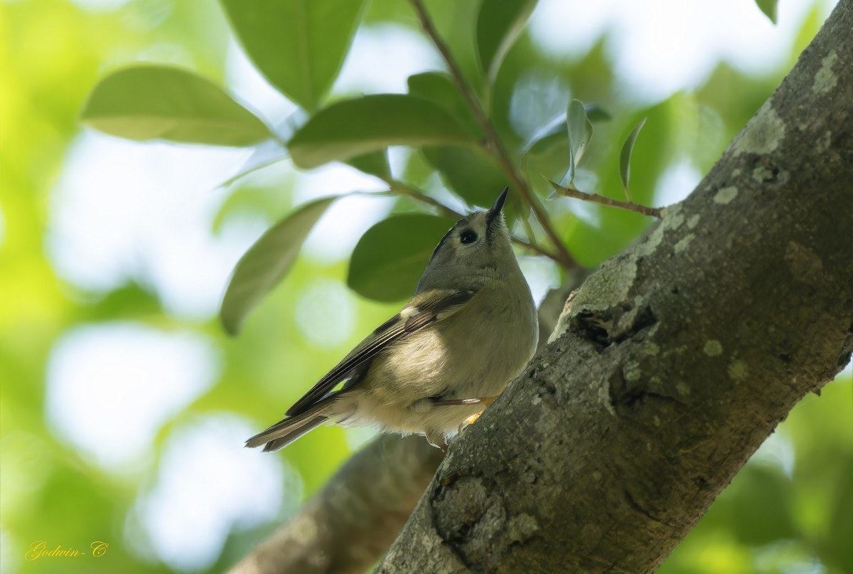 Goldcrest - ML630416494
