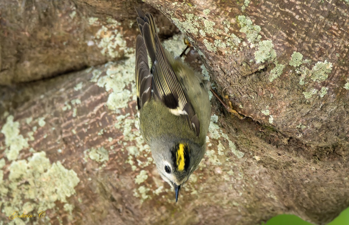 Goldcrest - ML630416495