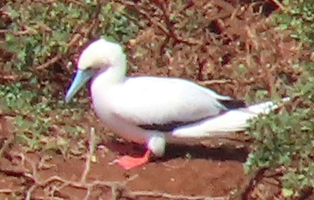 סולה אדומת-רגל - ML630416534