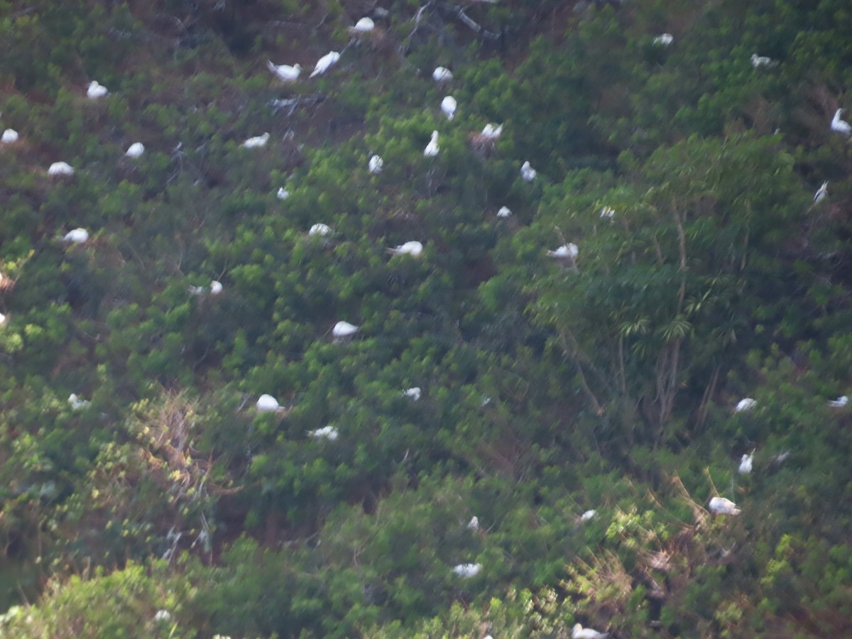 סולה אדומת-רגל - ML630416560