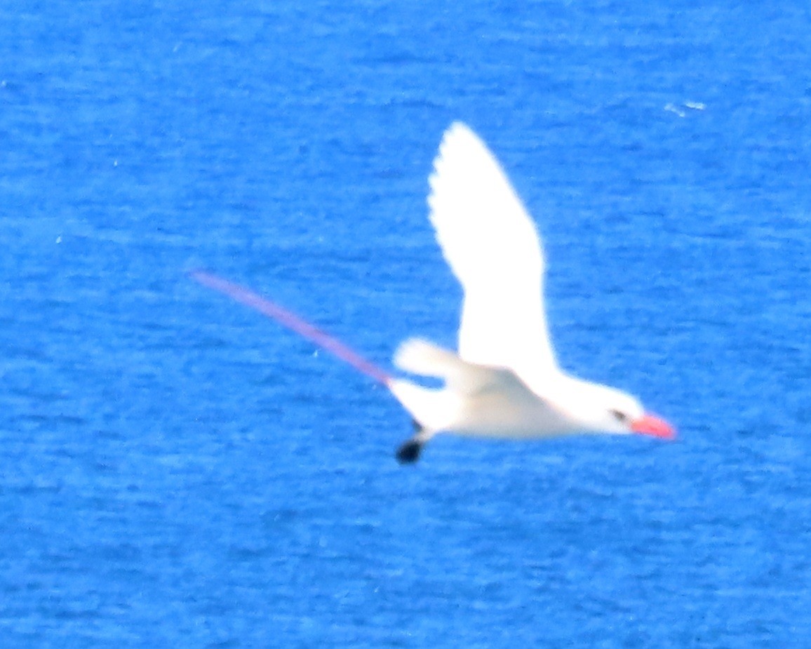 פיתון אדום-זנב - ML630416670