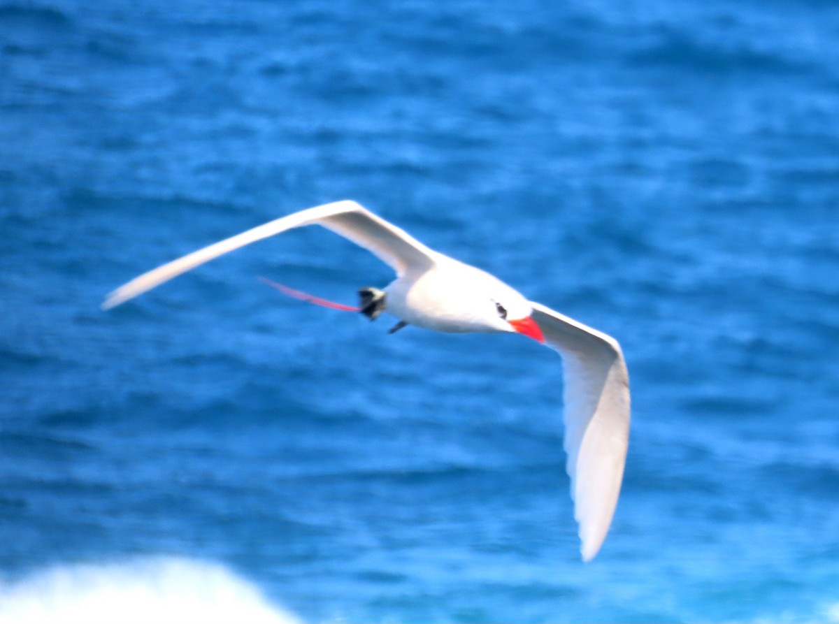 פיתון אדום-זנב - ML630416671