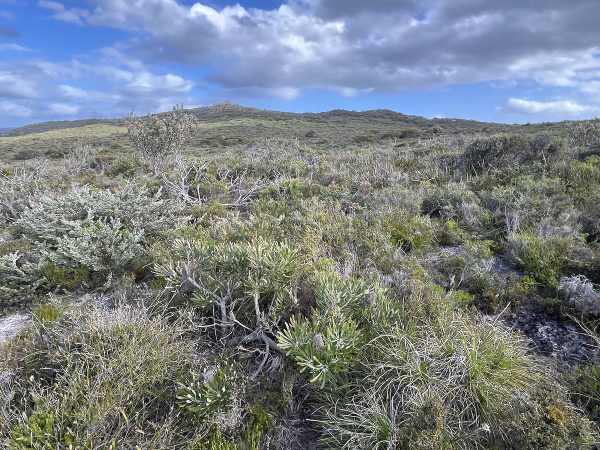 Western Bristlebird - ML630416957