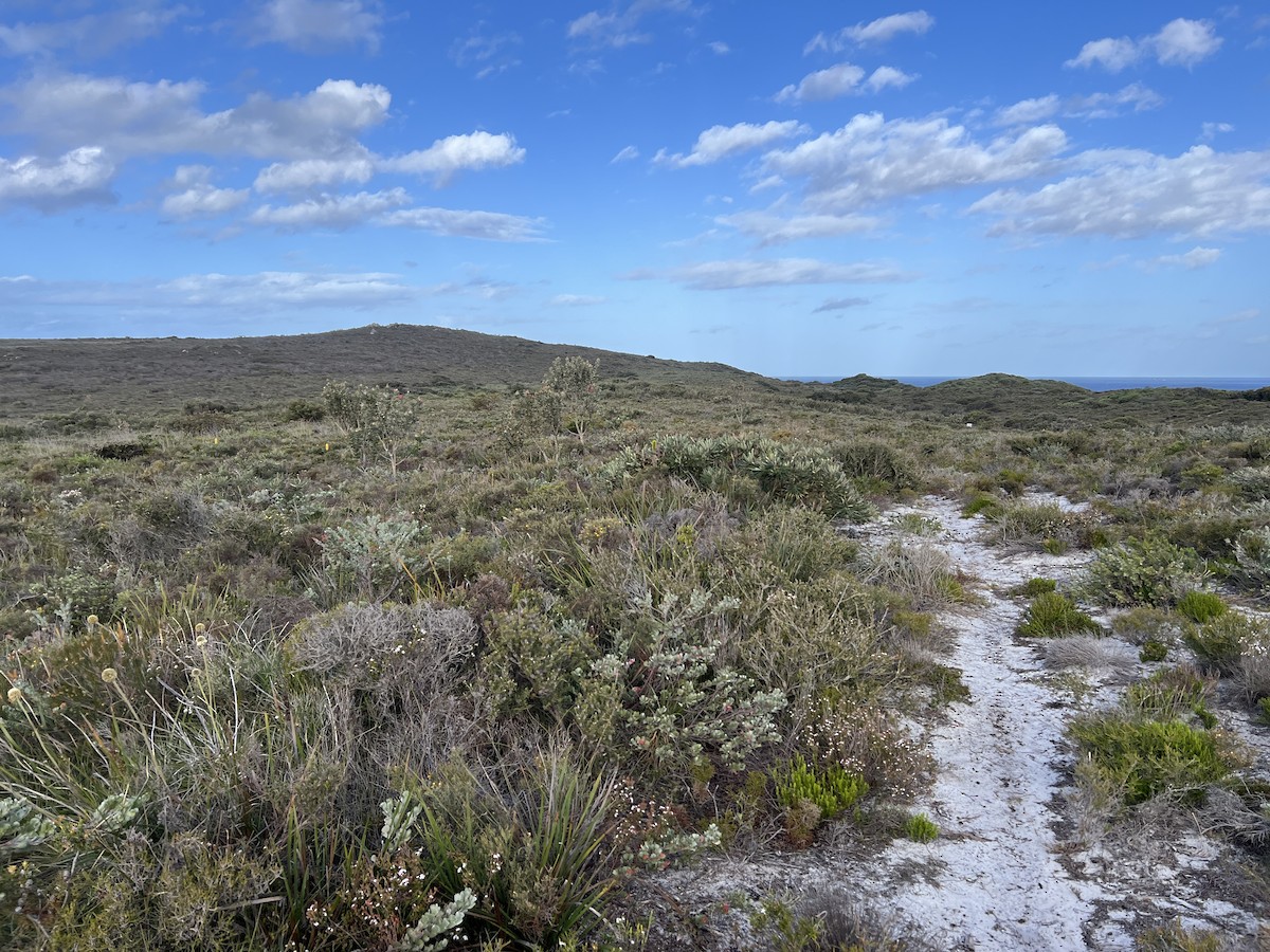 Western Bristlebird - ML630416981