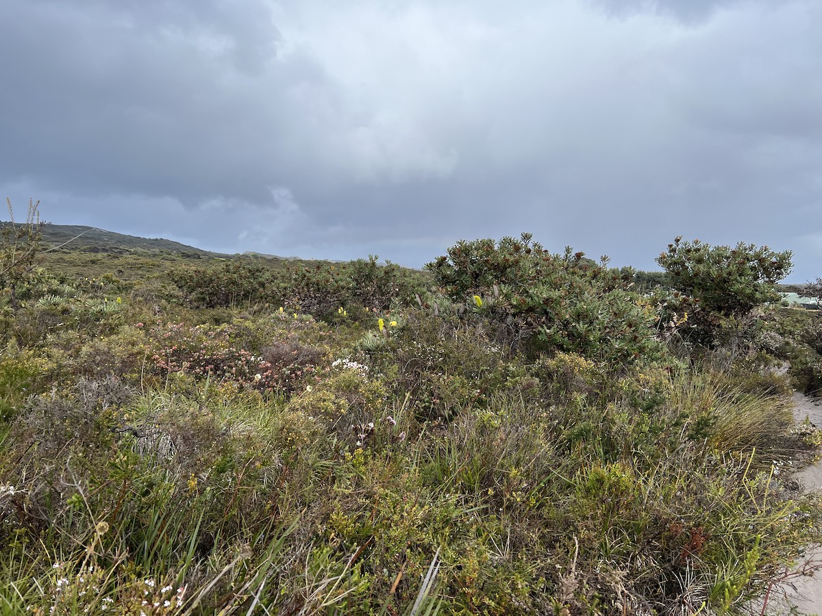 Western Whipbird (Black-throated) - ML630416990