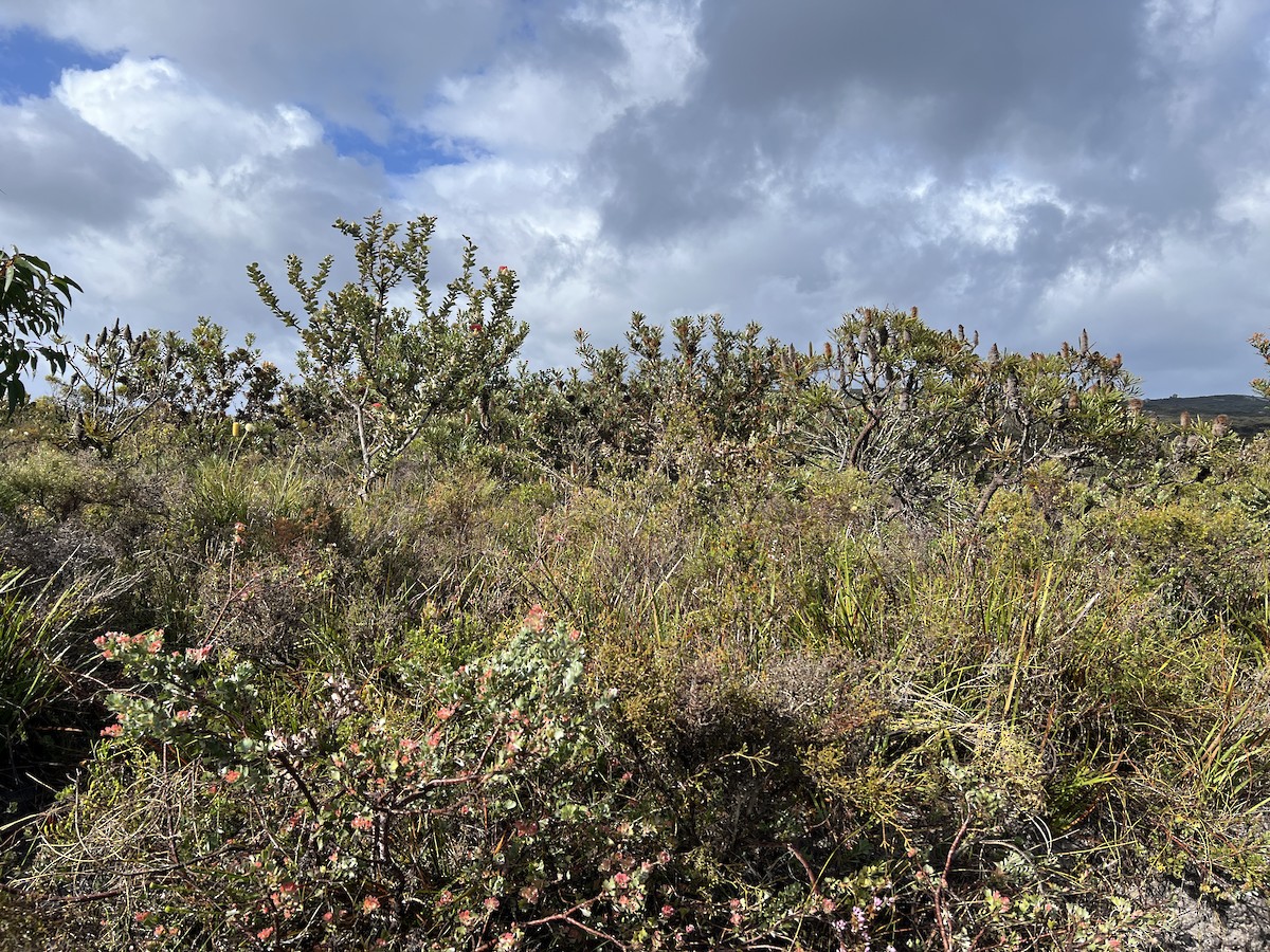 Western Whipbird (Black-throated) - ML630416991