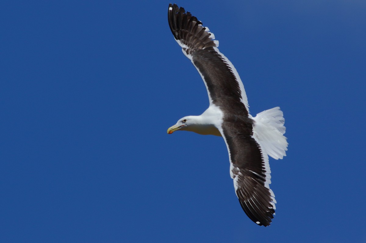 Kelp Gull (vetula) - Sérgio Correia