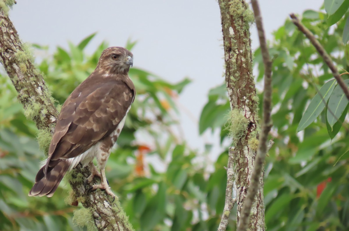 Madagascar Cuckoo-Hawk - ML630417379