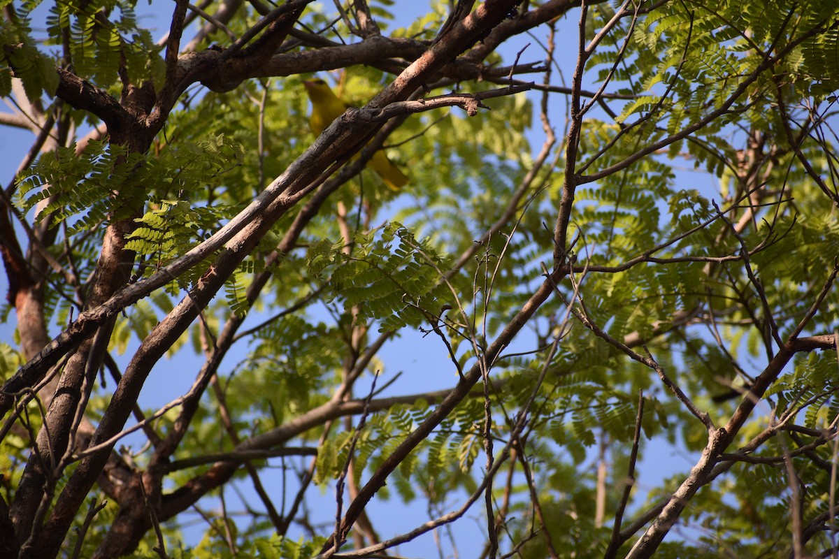 Indian Golden Oriole - ML630417594
