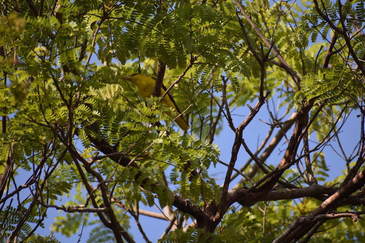 Indian Golden Oriole - ML630417595