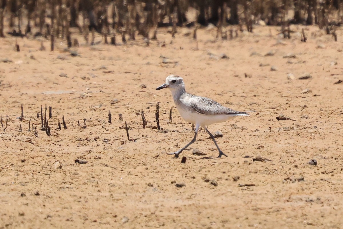 Black-bellied Plover - ML630417681