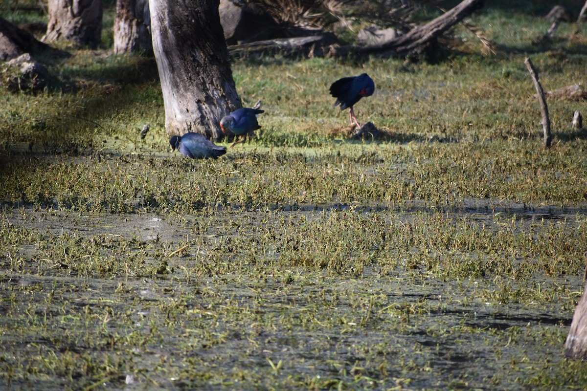 Gray-headed Swamphen - ML630417723