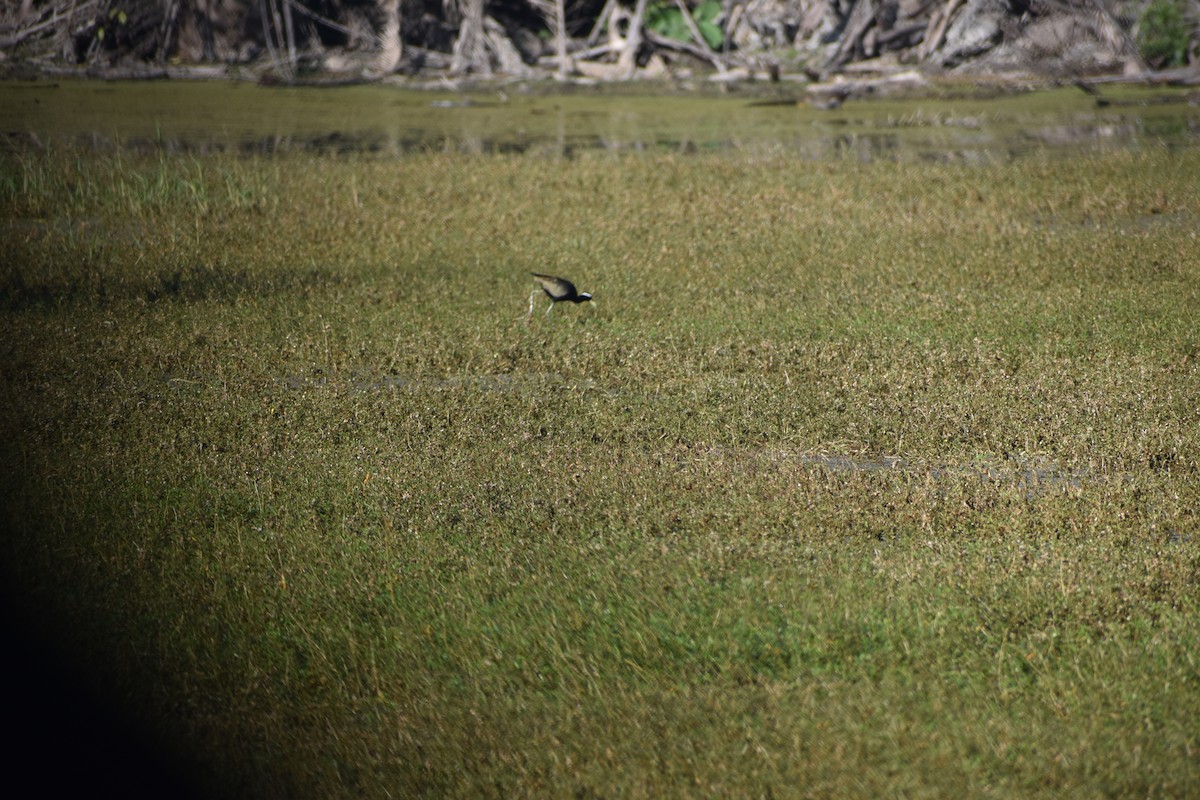 Bronze-winged Jacana - ML630417734