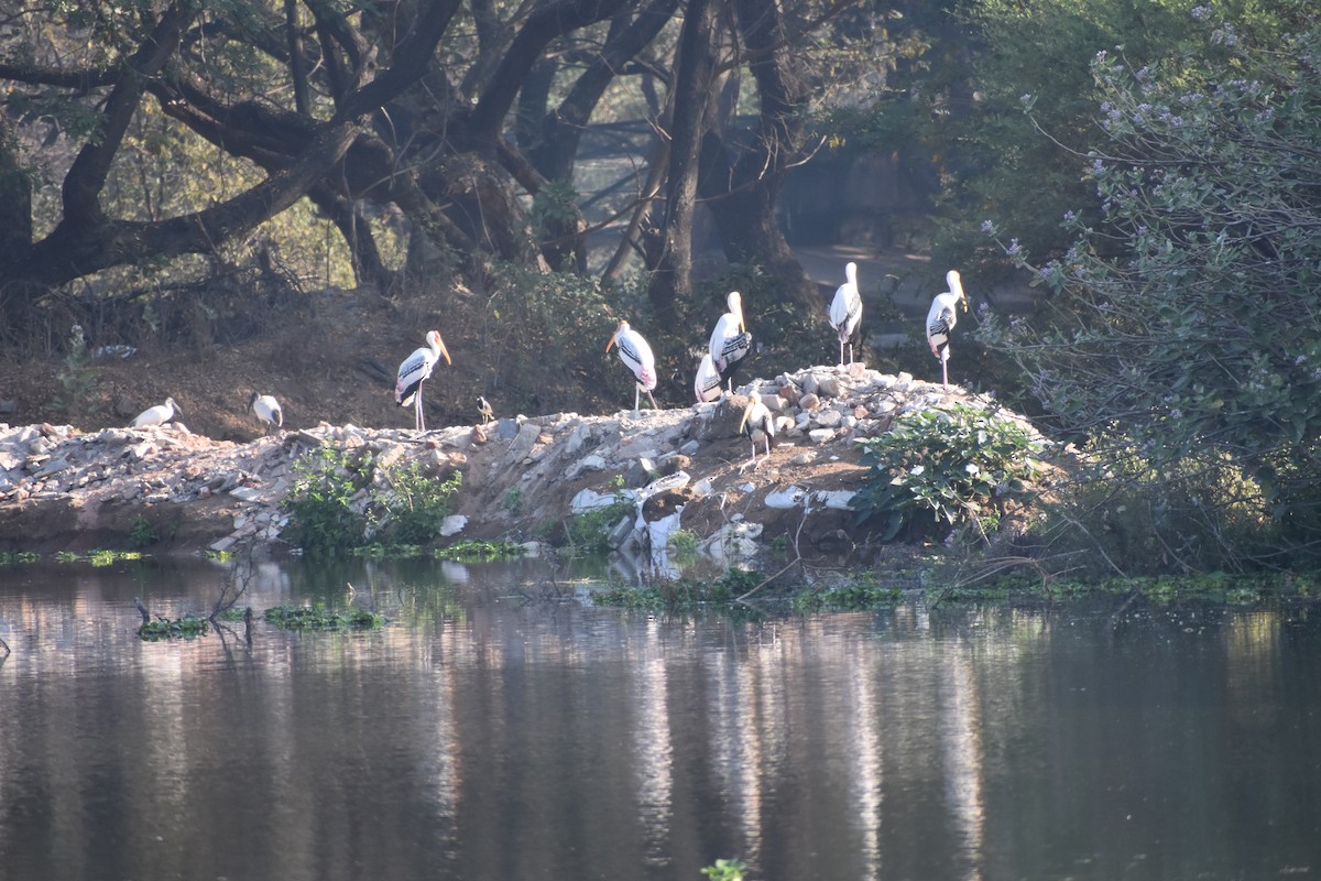 Painted Stork - ML630417761