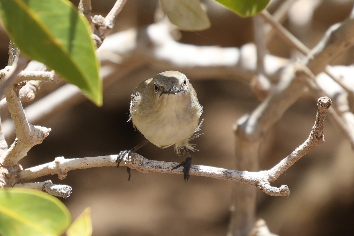 Dusky Gerygone - ML630417788