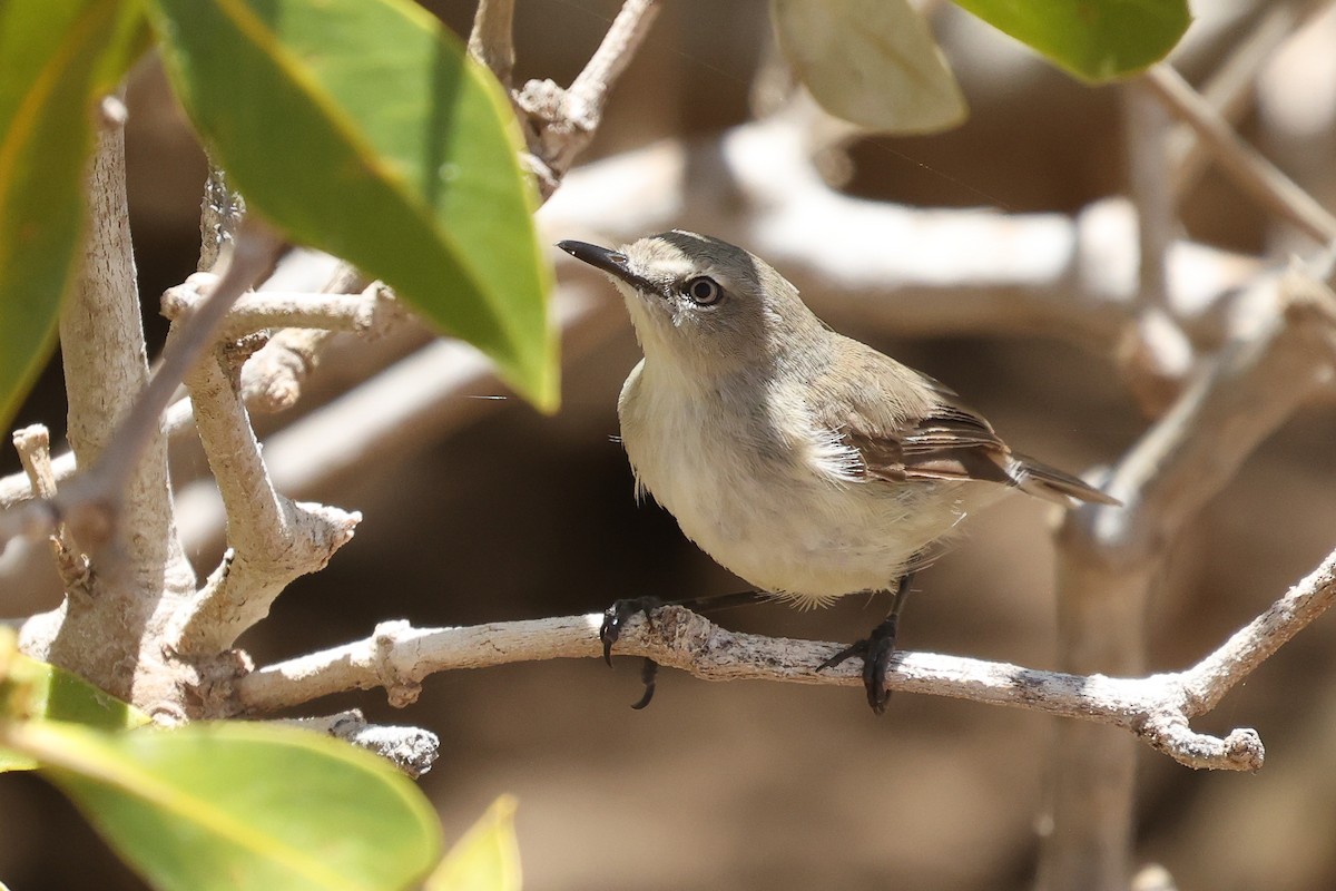 Dusky Gerygone - ML630417789
