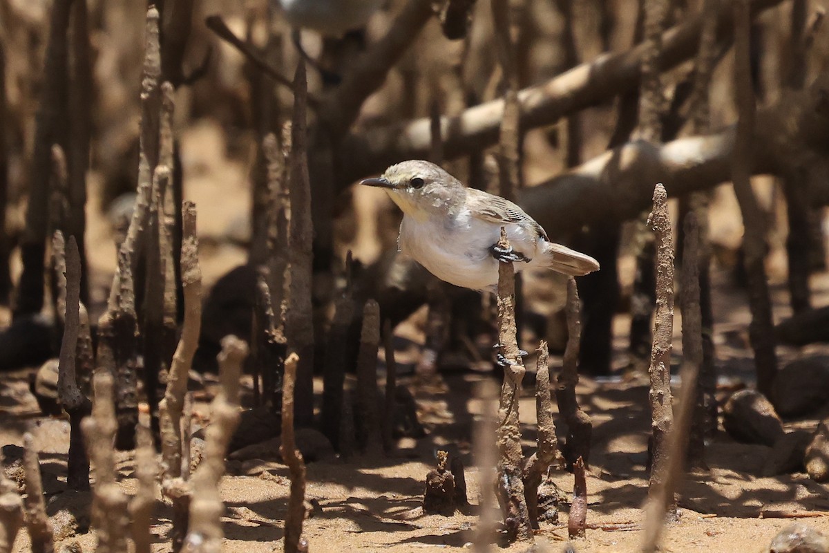 Dusky Gerygone - ML630417790