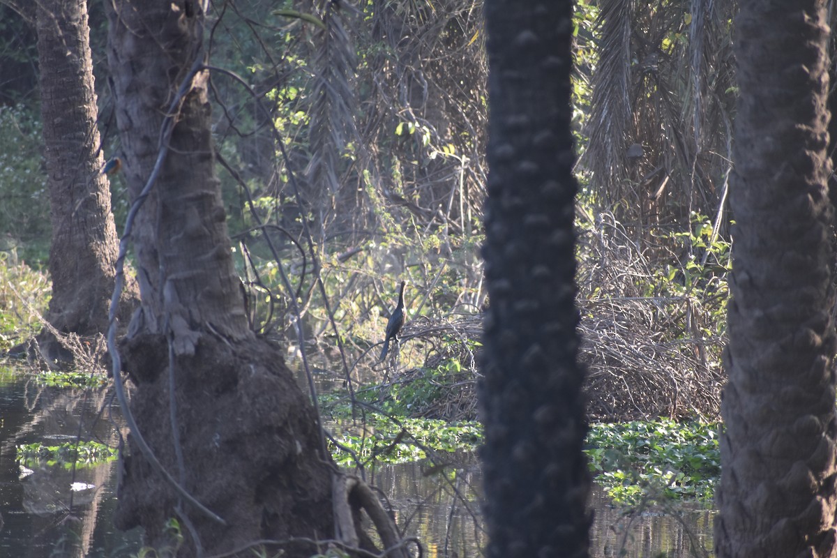 Indian Cormorant - ML630417985
