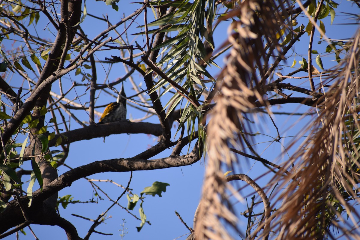 Black-rumped Flameback - ML630418044