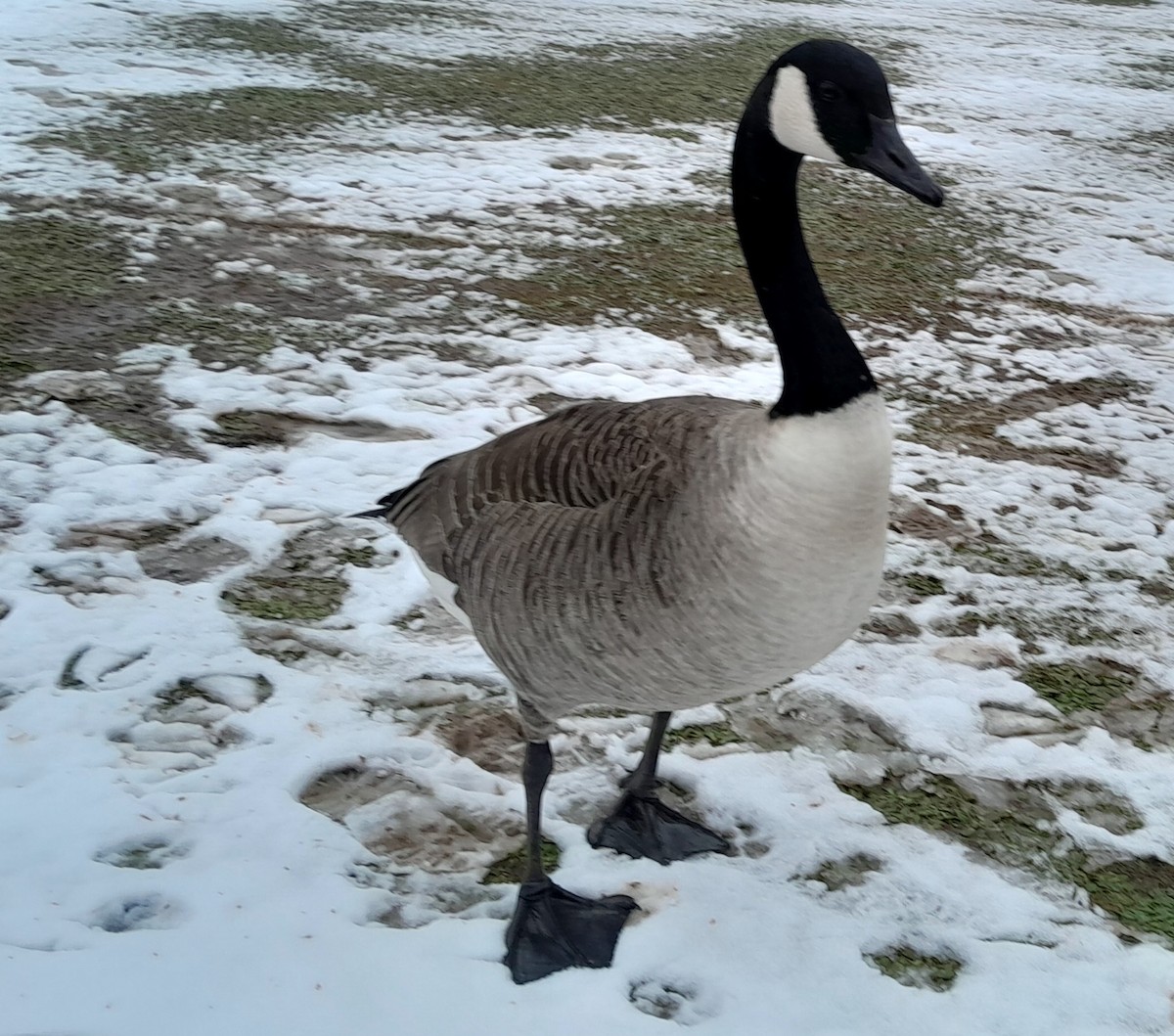Canada Goose - ML630418141