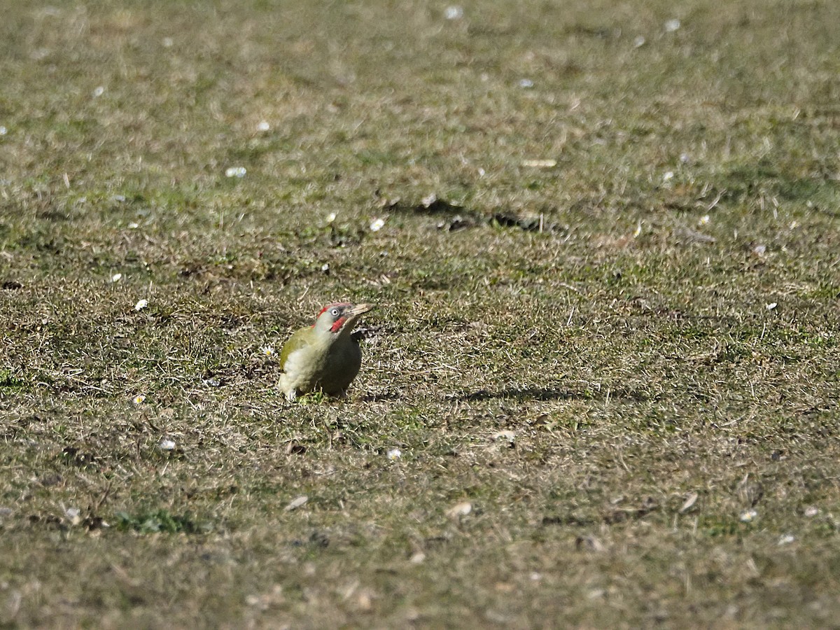 Iberian Green Woodpecker - ML630418218