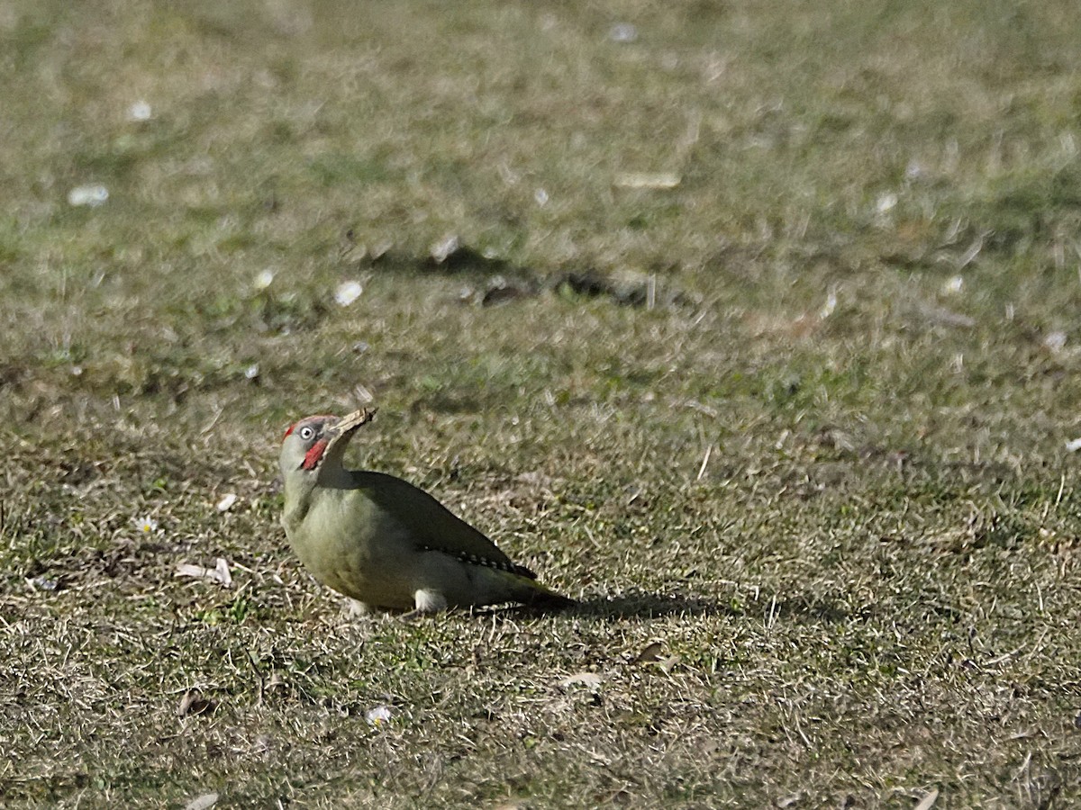 Iberian Green Woodpecker - ML630418223