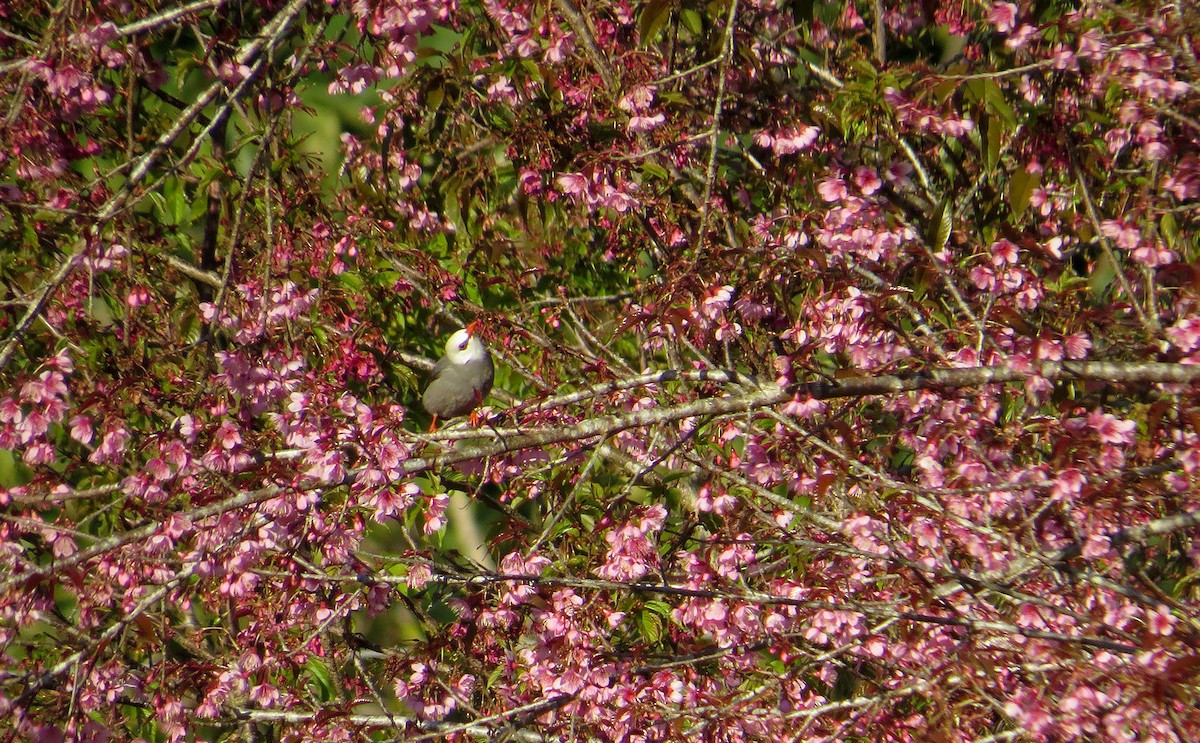White-headed Bulbul - ML630418228