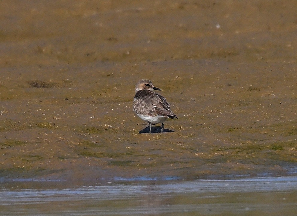 sand-plover sp. - ML630418236