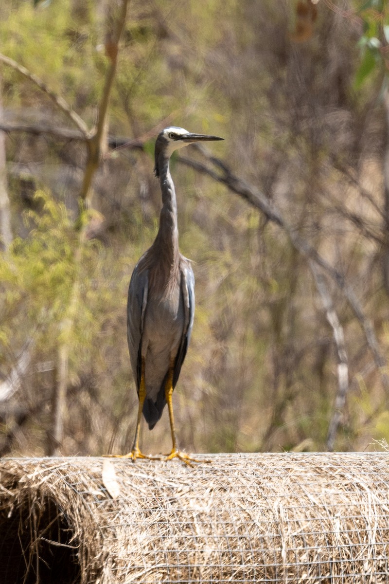 White-faced Heron - ML630418435