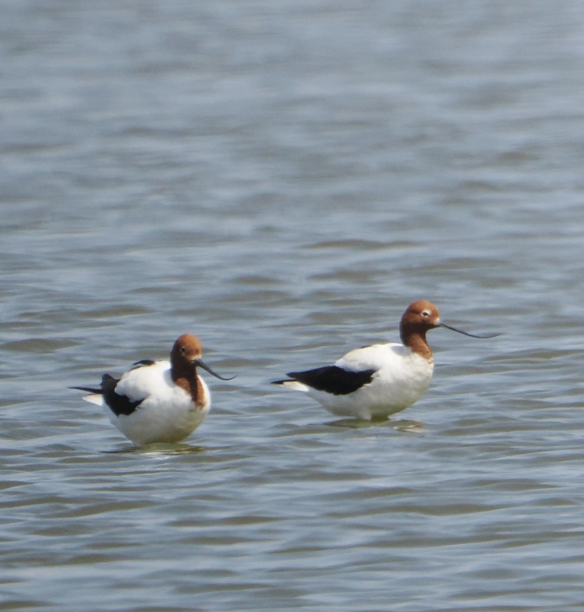Red-necked Avocet - ML630419082