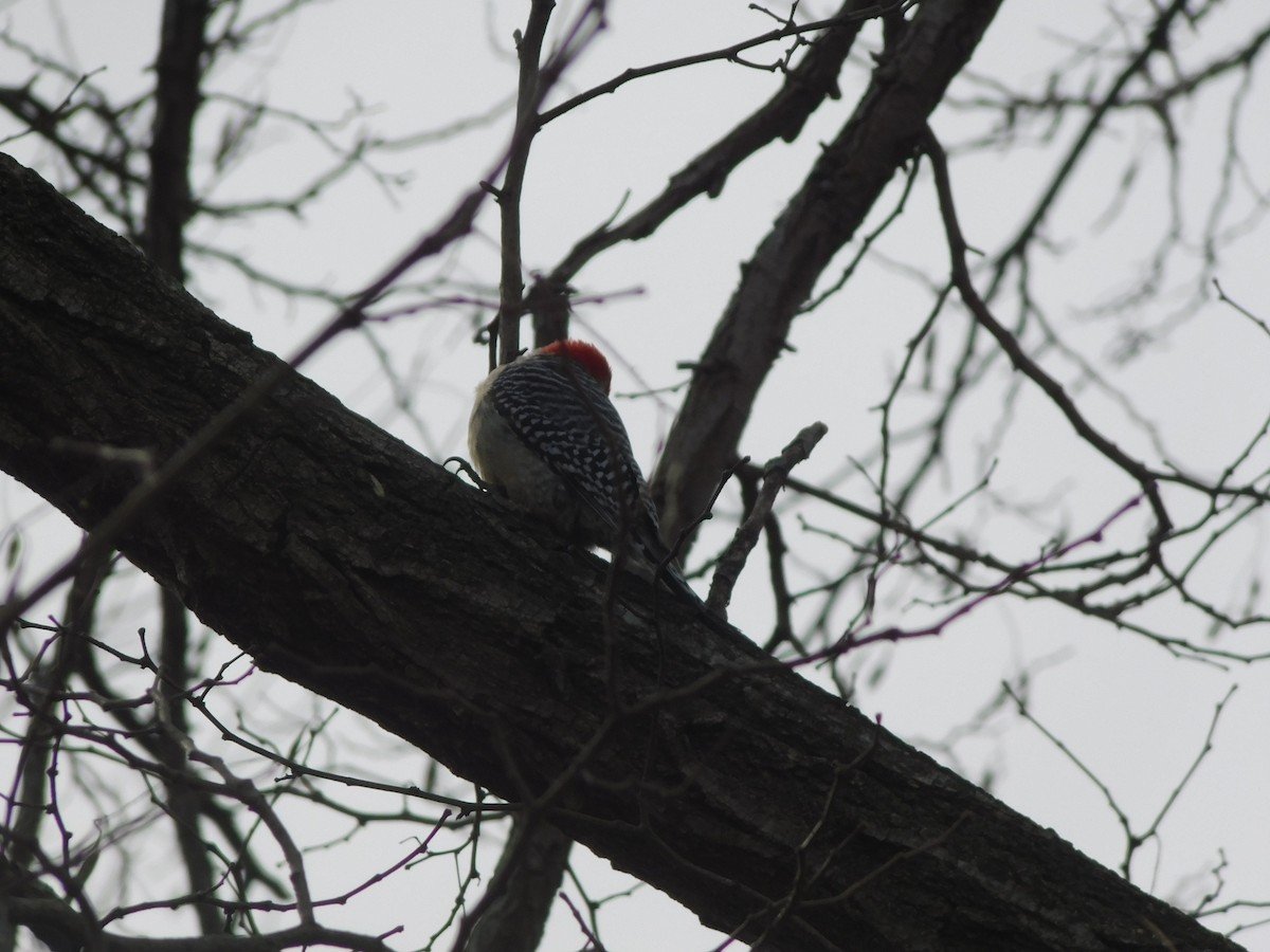 Red-bellied Woodpecker - ML630419232