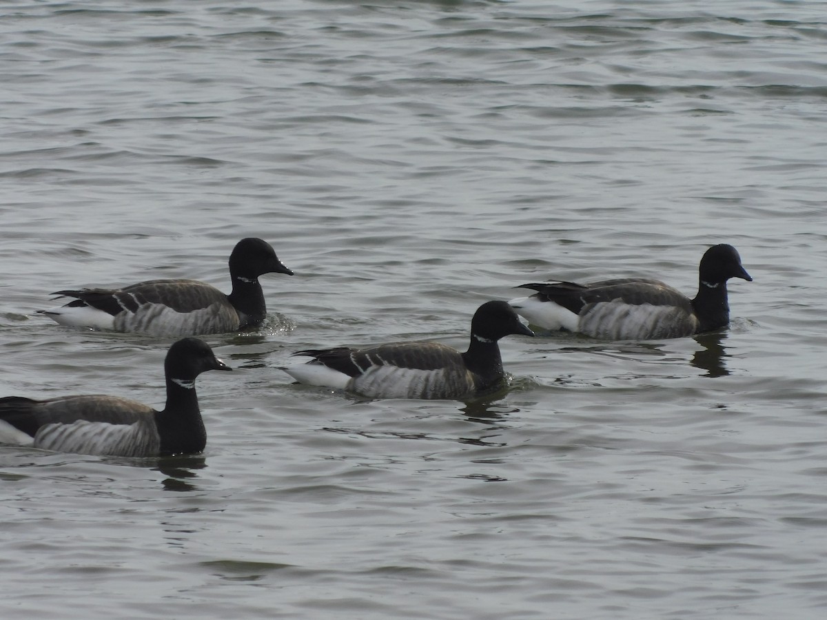 Brant (Atlantic) - ML630419270
