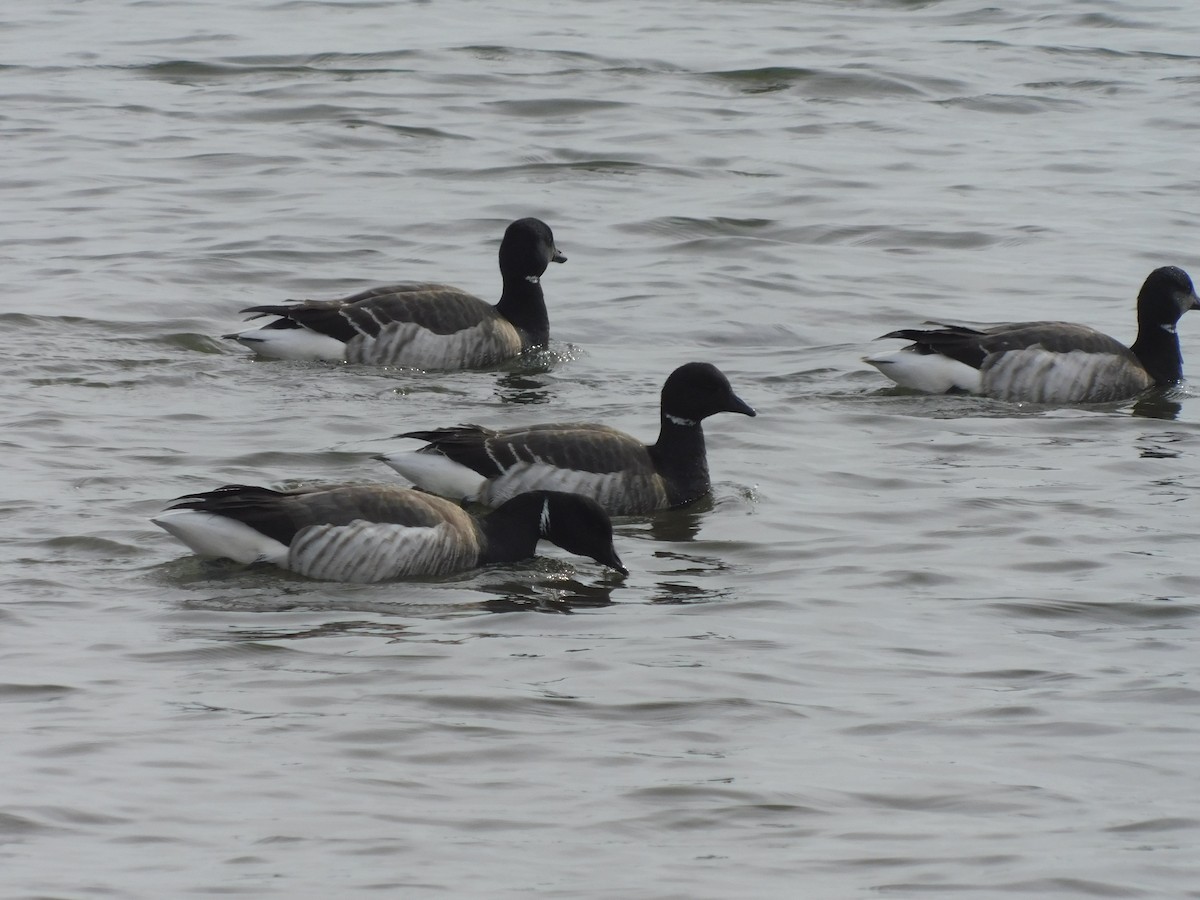 Brant (Atlantic) - ML630419271