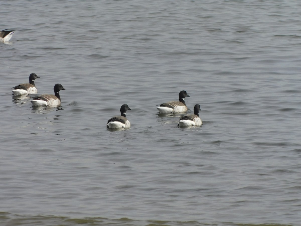 Brant (Atlantic) - ML630419272