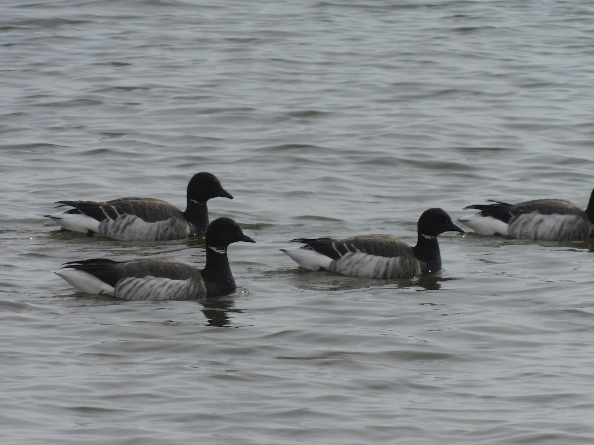 Brant (Atlantic) - ML630419273