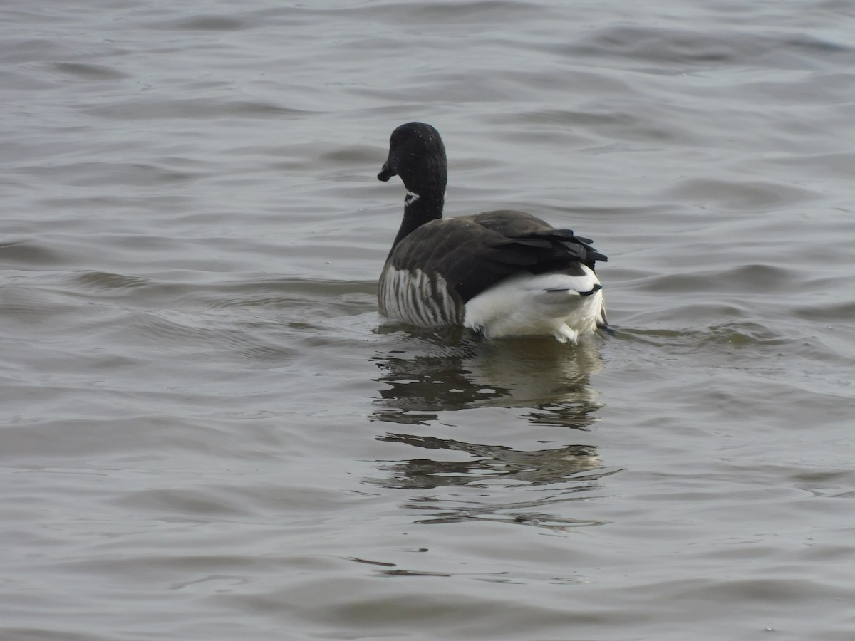 Brant (Atlantic) - ML630419274