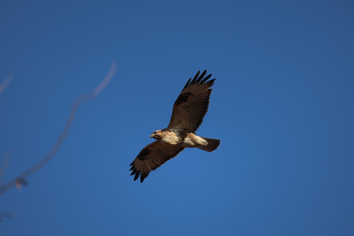 Eastern Buzzard - ML630419384