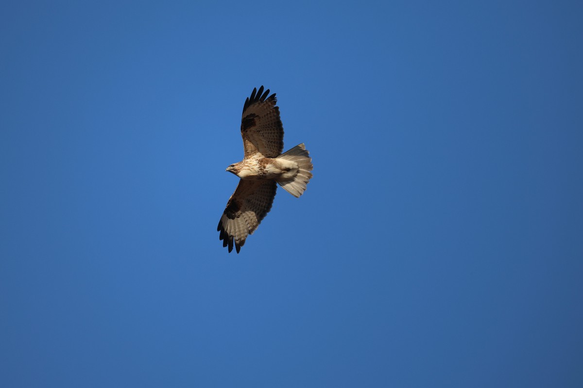 Eastern Buzzard - ML630419385