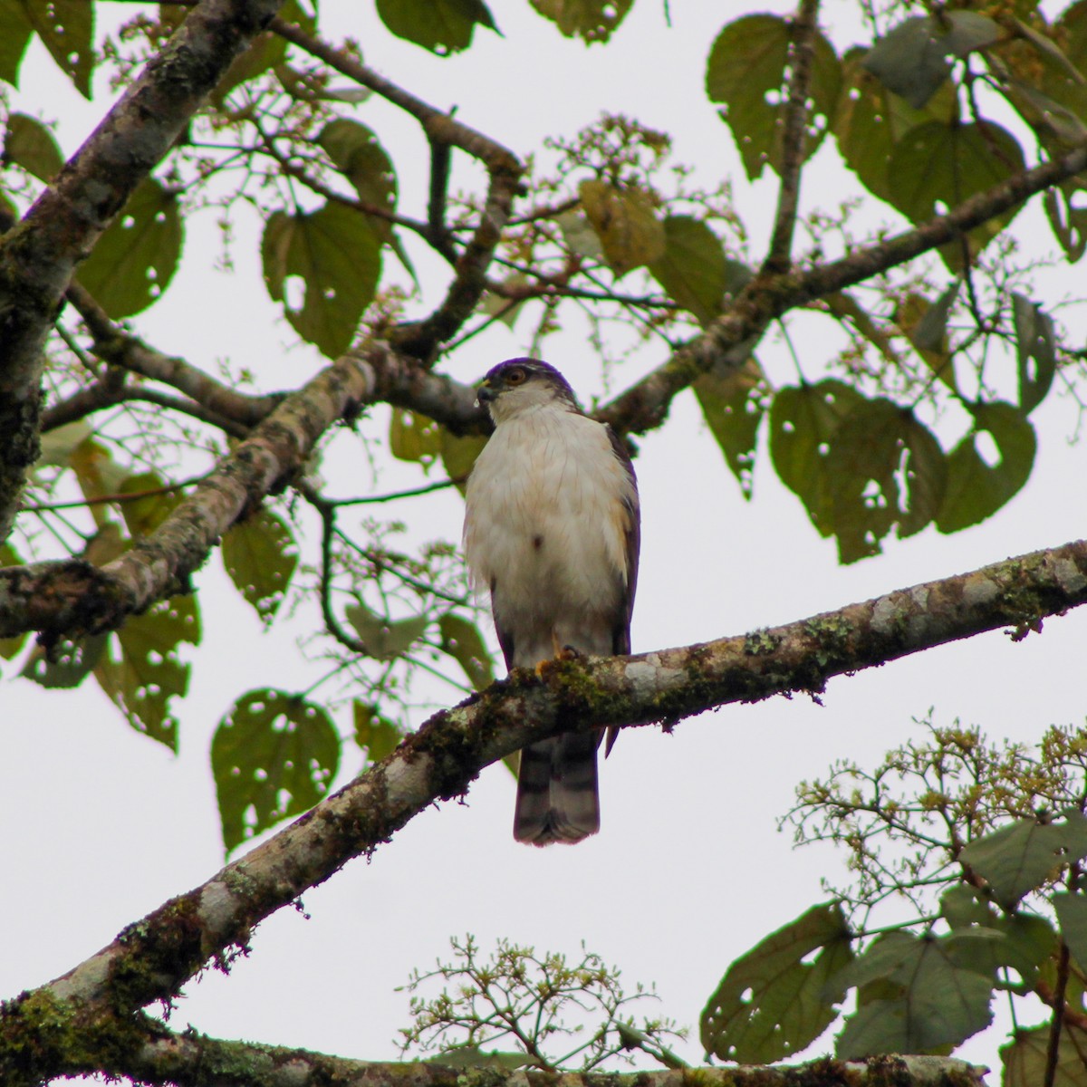 Sharp-shinned Hawk (White-breasted) - ML630419515