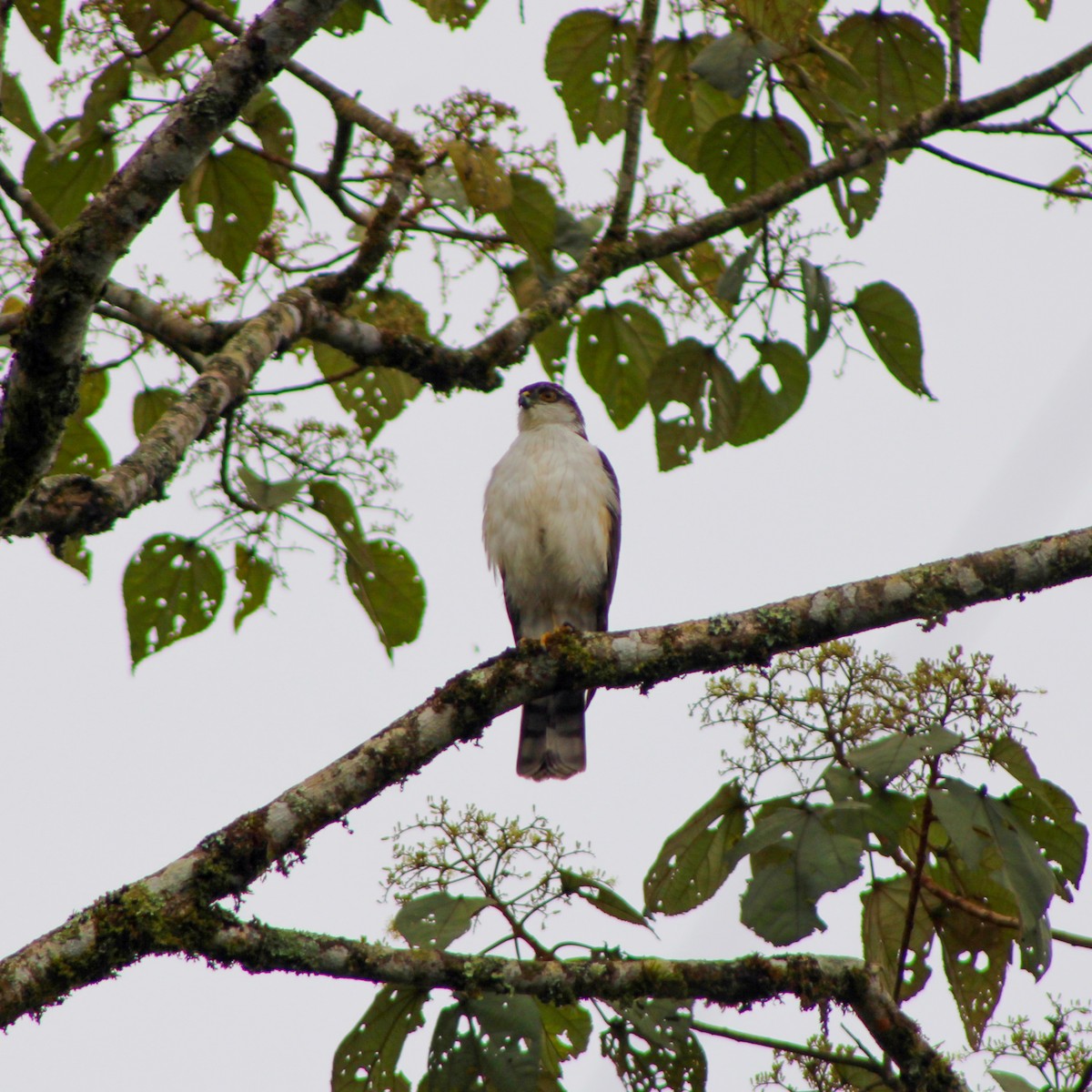 Sharp-shinned Hawk (White-breasted) - ML630419516