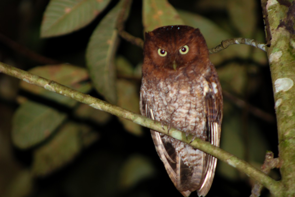 Middle American Screech-Owl - ML630419530