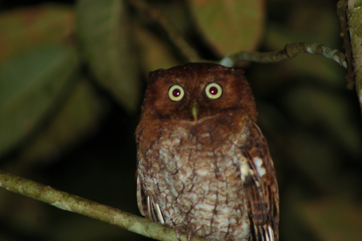 Middle American Screech-Owl - ML630419532
