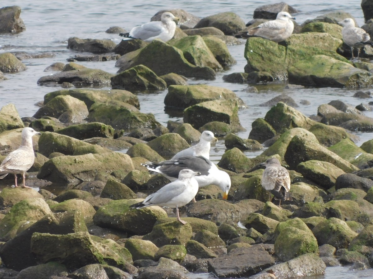 American Herring Gull - ML630419536