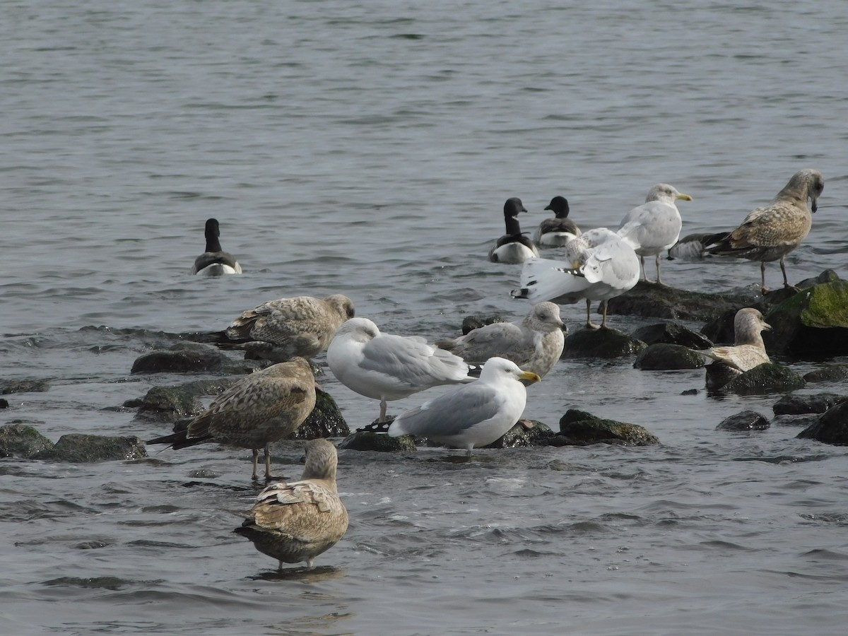 American Herring Gull - ML630419537