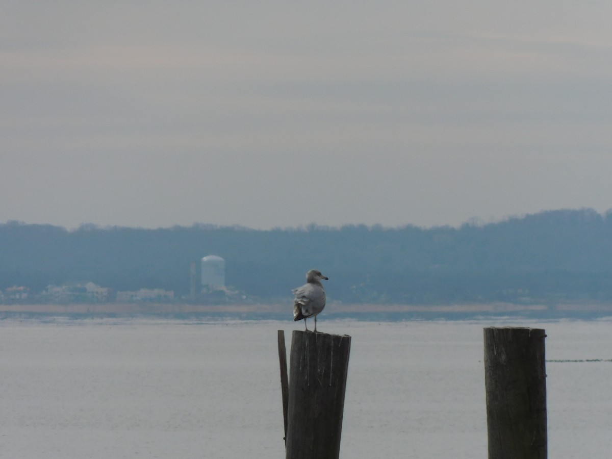 American Herring Gull - ML630419538