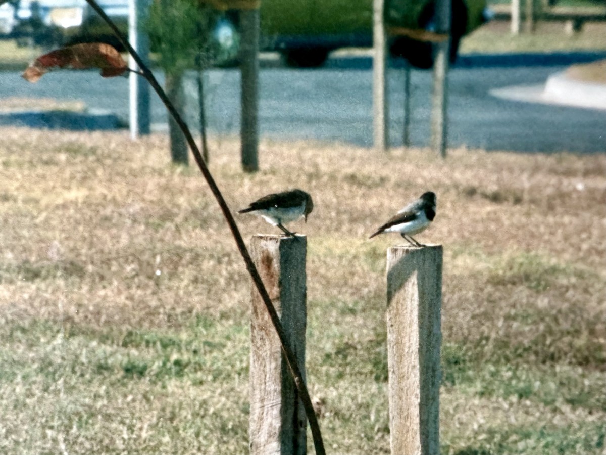 White-fronted Chat - ML630419834