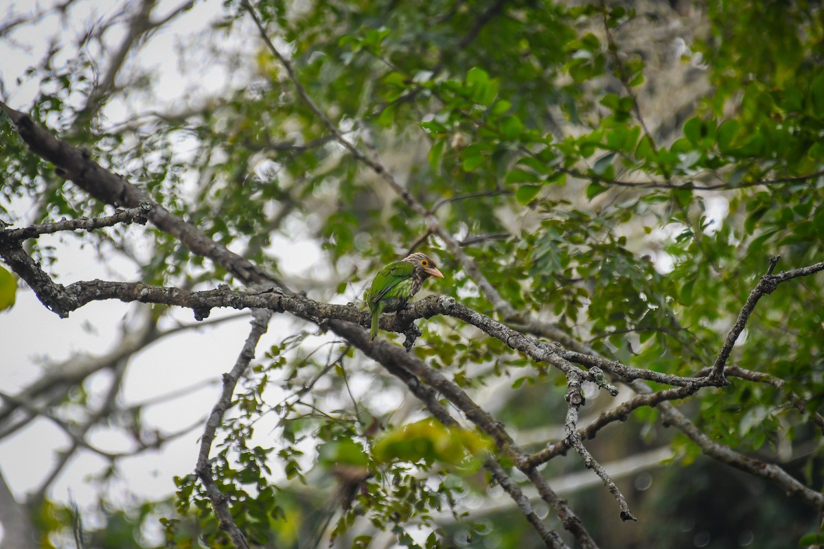 Lineated Barbet - ML630420049