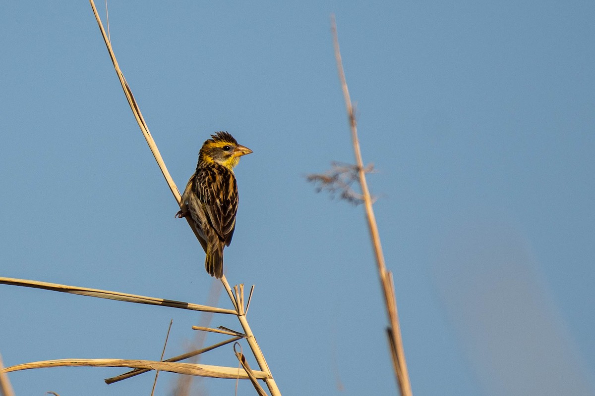 Streaked Weaver - ML630420095
