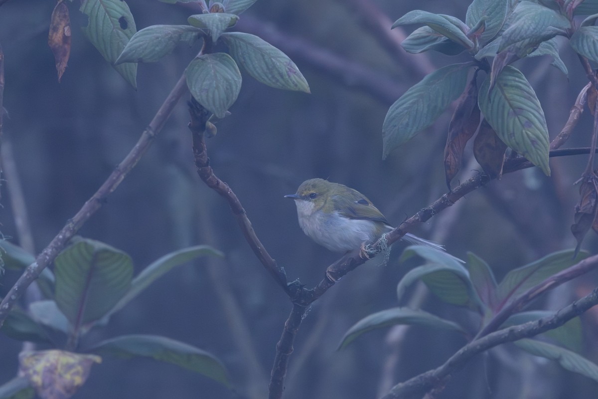 Green Longtail (Bioko) - Kevin Regan
